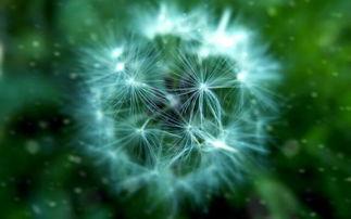 梦想蒲公英,追逐自由的青春篇章