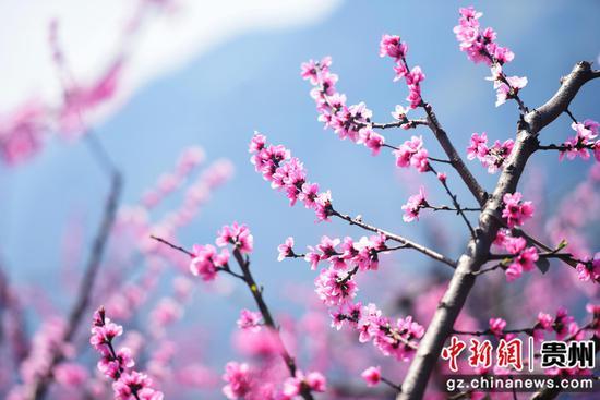 桃花灼灼,春日里的浪漫诗篇